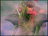 orphen2ed0016.jpg