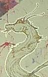 dragonssm.jpg (5170 bytes)